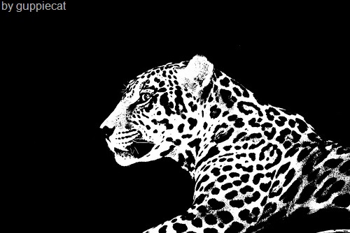 [jaguar cub[5].jpg]