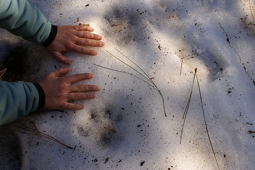 [mountain lion tracks 3[2].jpg]