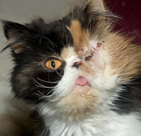 [Abused Persian Cat[2].jpg]