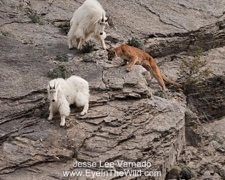 [mountainlionattack3.jpg]