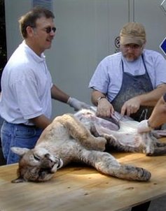 [missouricougarroadkill4.jpg]