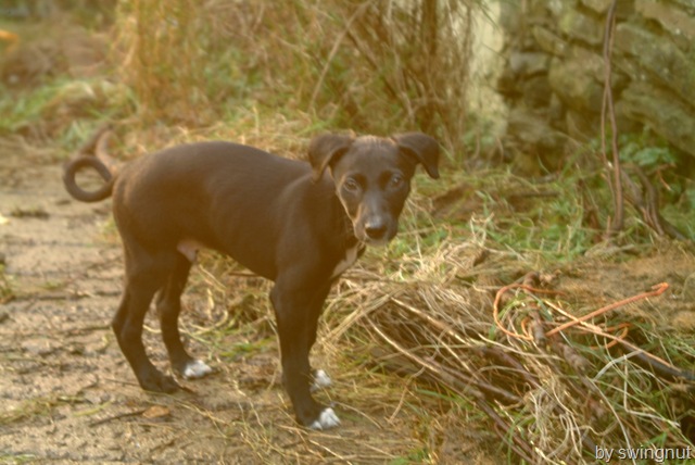 [curly tail dog[4].jpg]