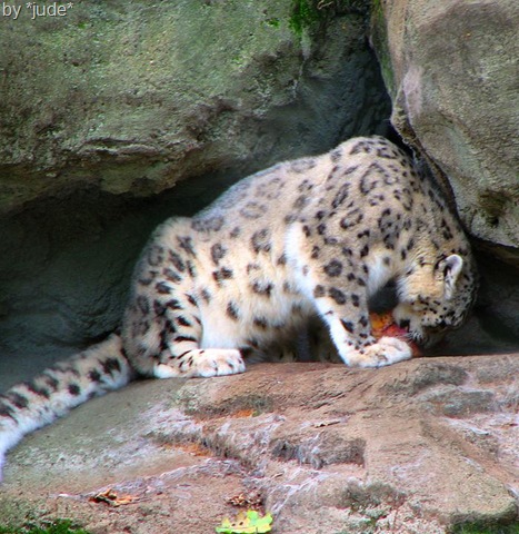 [snow leopard body 2[6].jpg]