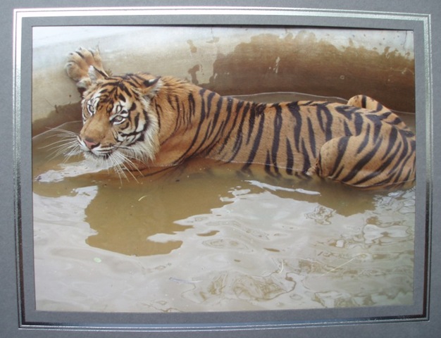 [BornFreeAdoptionCertificateandsponso[4].jpg]