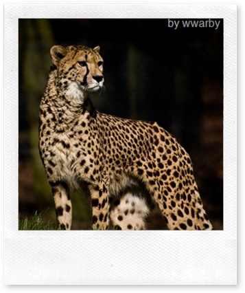 Proud Cheetah