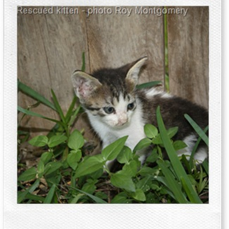 Cat Rescue Groups