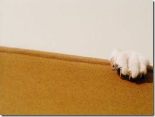 cat claw