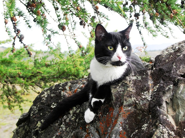 [domestic cat on rocks[3].jpg]