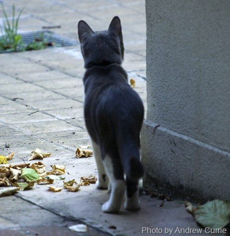 [outdoor cat 1[9].jpg]