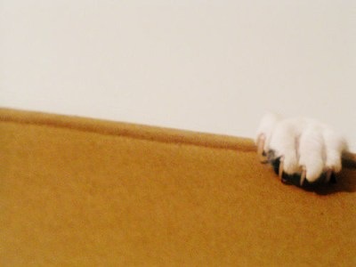 [cat-claws-fofurasfelinas[4].jpg]