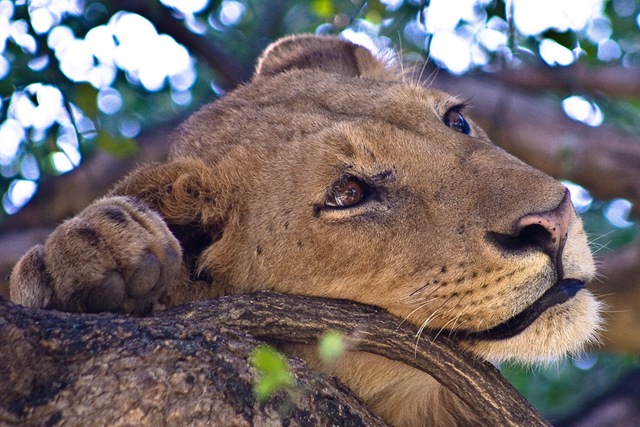 [lion picture by Catalpa 34[3].jpg]