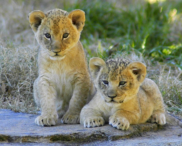 [lion pictures lion cubs north carolina zoological park photo by ucumari[3].jpg]