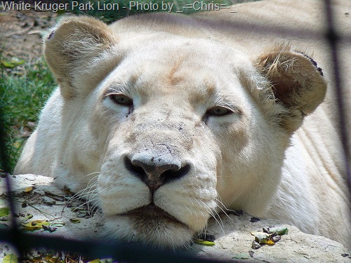 [white Kruger park lion[17].jpg]