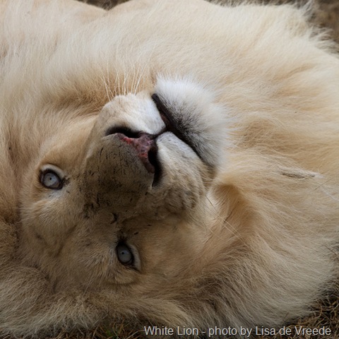 [white lion[5].jpg]