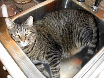 Mickey a very large tabby domestic cat