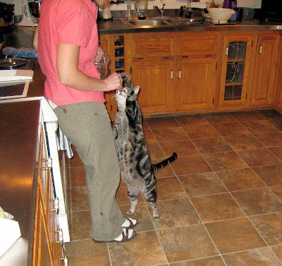 Abner a large moggie cat