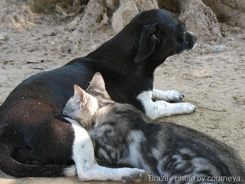 [cat-nursed-by-dog-brazil-by courneya[7].jpg]