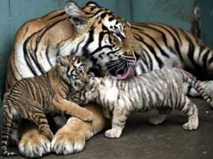 Baby+white+tigers+for+sale