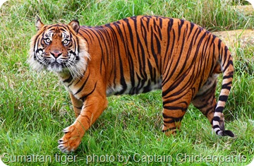 Sumatran+tiger+eating