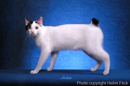 [japanesebobtailcatpicture16.jpg]