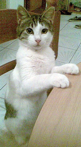 [Aegean cat from the Greek islands[5].jpg]