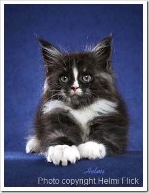 Maine coon kitten