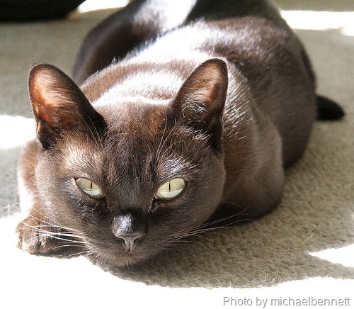 [burmese cat on carpet[6].jpg]
