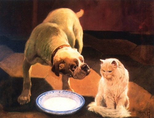 [bulldog-and-cat[2].jpg]