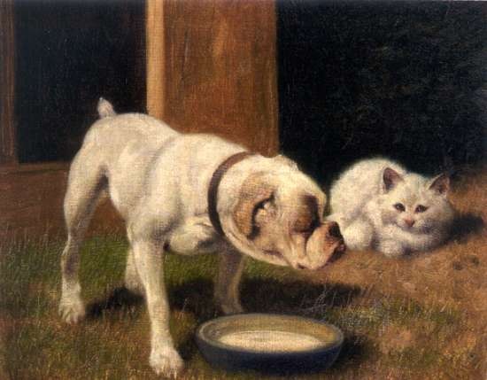[bulldog-with-white-persian-cat[2].jpg]