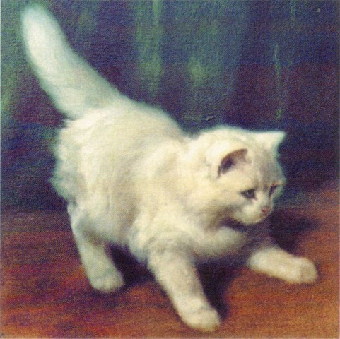 [young-angora-cat[2].jpg]
