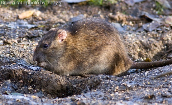 [brown rat feeding on bird seed[13].jpg]