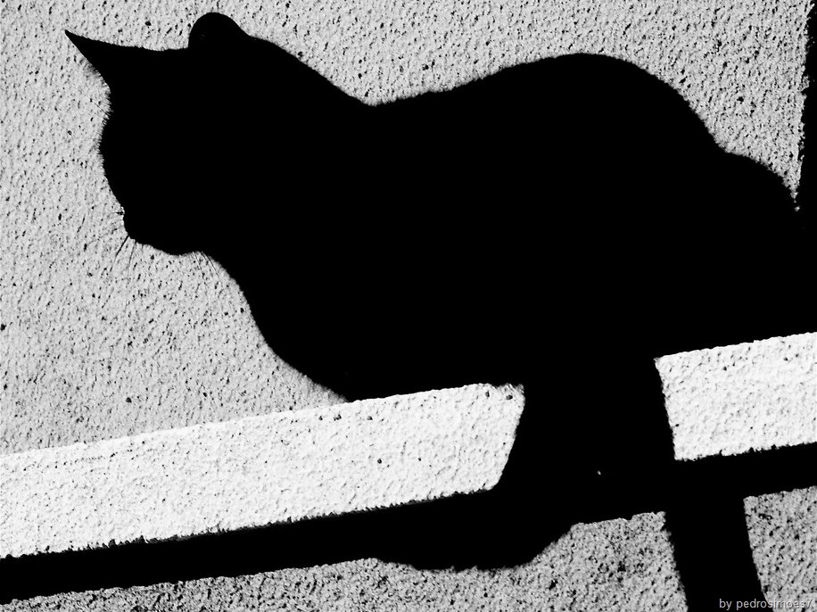 [blackcatwallpaper9.jpg]