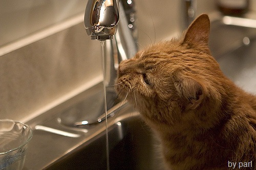 [cat drinking water from tap faucet[7].jpg]