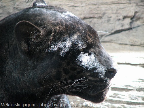 [black melanistic jaguar or black panther[5].jpg]