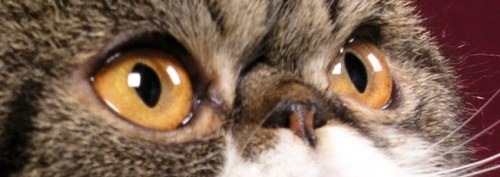 [orange-cat-eyes-1[6].jpg]