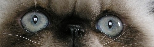 [aqua-blue-cat-eyes-1[2].jpg]
