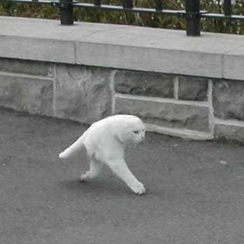 Some Strange Weird or Sick Cat Stuff