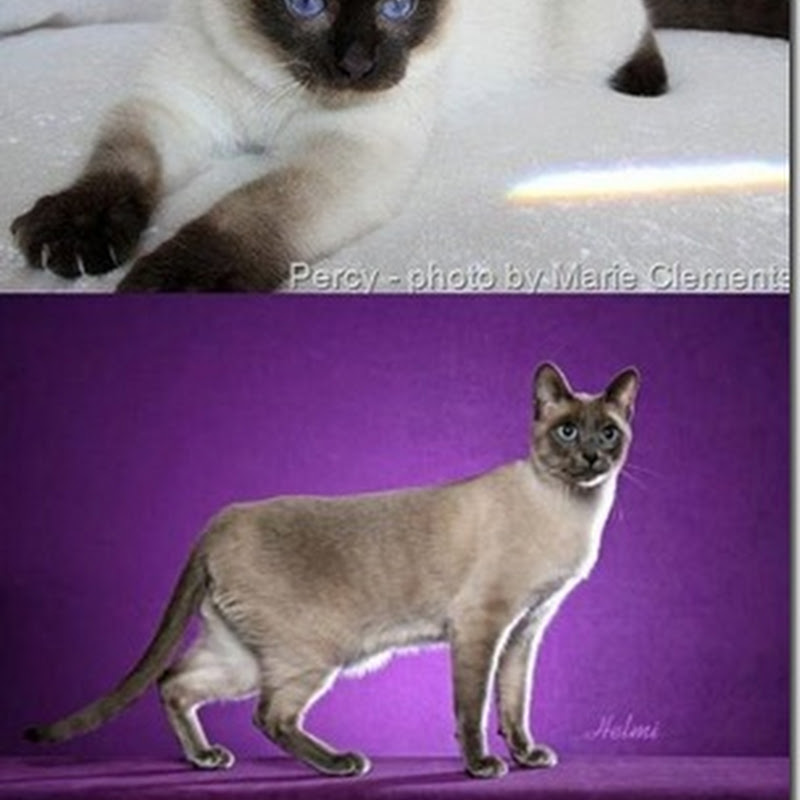 Traditional, Classic and Modern Siamese
