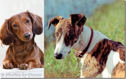 Collage Dana Wimpfheimer dog photos Collage Dana Wimpfheimer dog photos