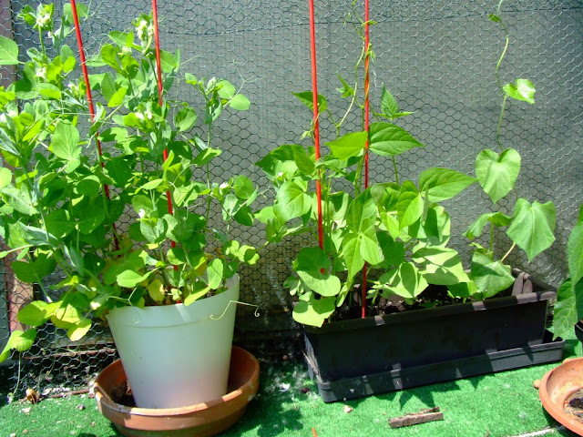 DSCF2107.JPG
