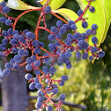 Elderberry