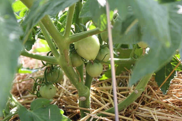 [green homestead tomatoes[3].jpg]