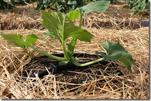 yellow crookneck squash yellow crookneck squash