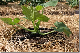 yellow crookneck squash