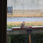 Mourning Dove