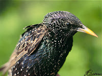 Spreeuw_Sturnus-vulgaris.jpg
