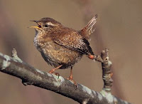 Winterkoning_Troglodytes-troglodytes.jpg