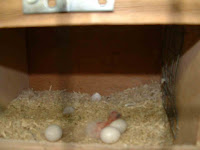 DSCF0006.jpg