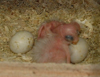 DSCF0016.JPG