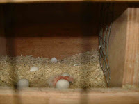DSCF0007.jpg